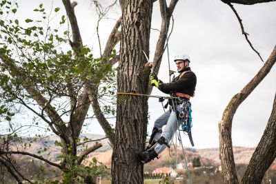 Tree Trimming Insurance in Wheat Ridge, CO by Active Insurance Agency, Inc.